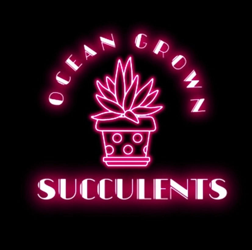 oceangrownsucculents